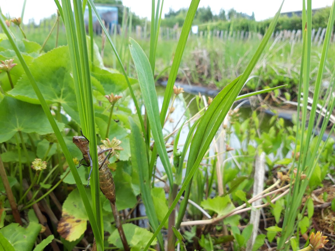 en avant-plan dans les hautes herbes, exuvie de libellule et en arrière plan, la mare