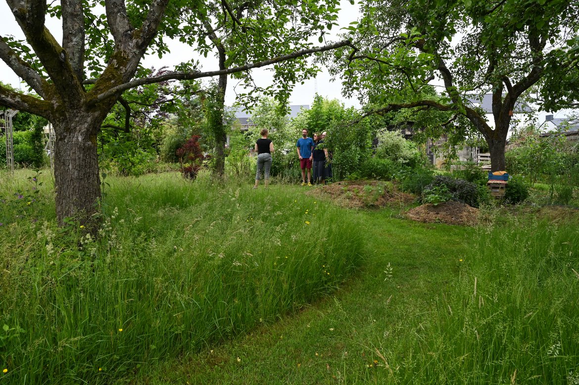 En avant-plan, une allée tondue parmi les hautes herbes qui entourent un très bel arbre ; en arrière-plan quelques petites allées de potager en permaculture disposées en étoile autour d'un tronc
