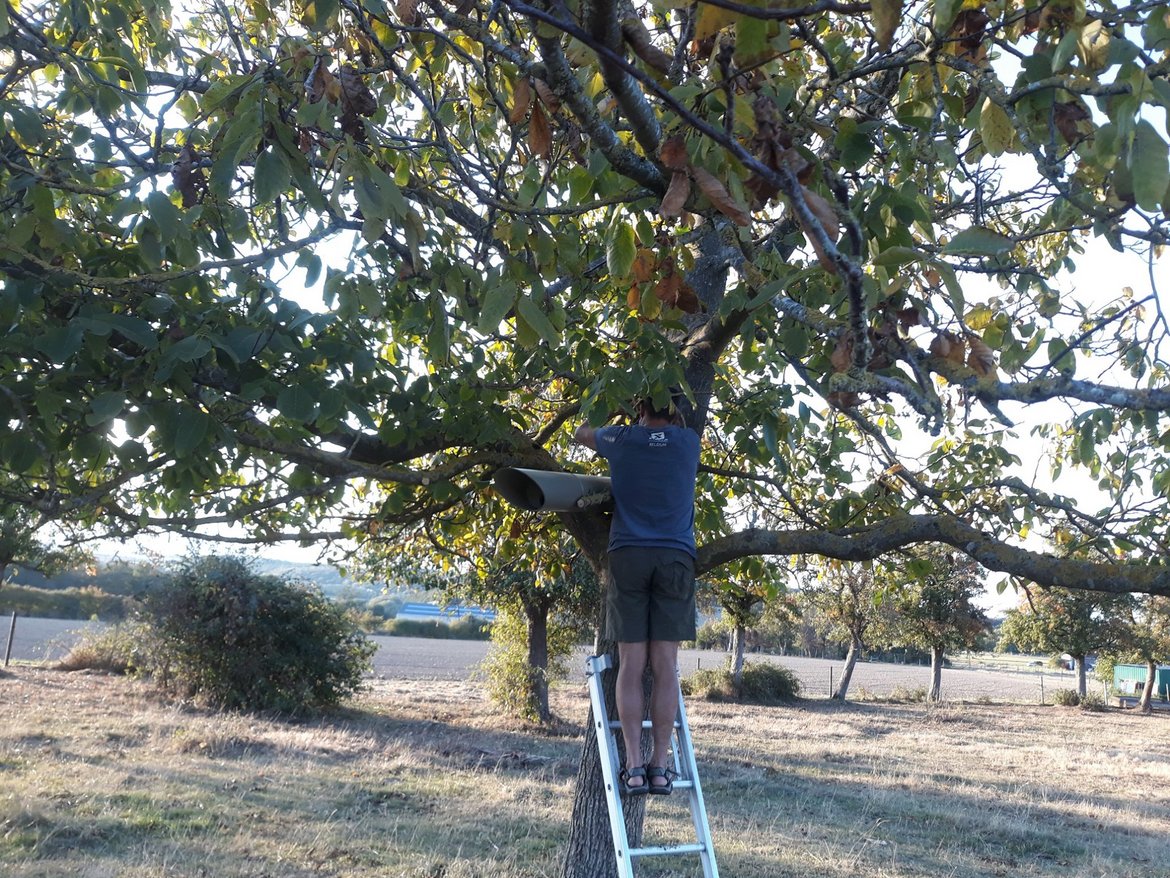 Un volontaire en haut d'une échelle posée contre un arbre dans un verger est en train de placer un nichoir à chevêche