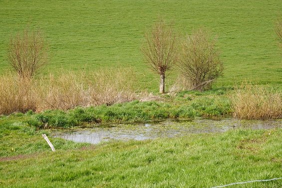 Paysage de milieu ouvert, très vert avec en son centre une zone marécageuse